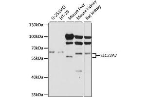 Image no. 1 for anti-Solute Carrier Family 22 (Organic Cation Transporter), Member 7 (SLC22A7) antibody (ABIN6568586)
