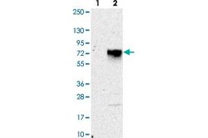 Image no. 1 for anti-Coiled-Coil Domain Containing 86 (CCDC86) antibody (ABIN5573934)
