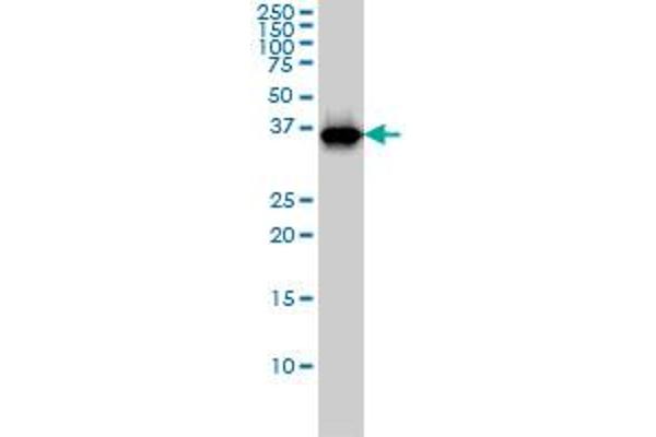 anti-Replication Factor C (Activator 1) 4, 37kDa (RFC4) (AA 254-363) antibody