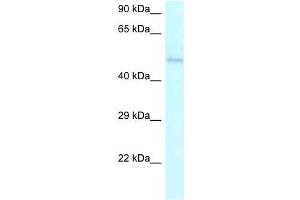 Image no. 1 for anti-Ameloblastin (Enamel Matrix Protein) (AMBN) (C-Term) antibody (ABIN926750)