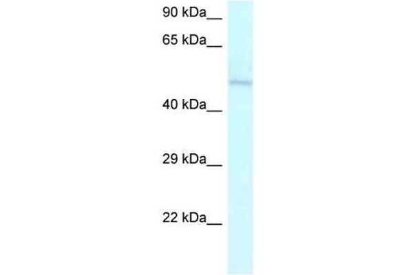 anti-Ameloblastin (Enamel Matrix Protein) (AMBN) (C-Term) antibody