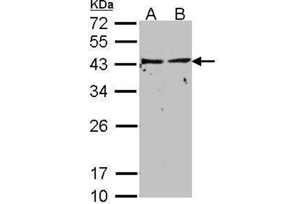 GNAI1 antibody  (Center)