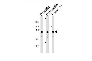 Image no. 1 for anti-COBW Domain Containing 1 (CBWD1) (AA 325-351), (C-Term) antibody (ABIN1881711)