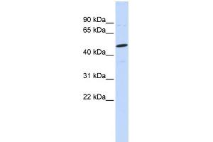 Image no. 1 for anti-Chondroitin Sulfate Proteoglycan 5 (Neuroglycan C) (CSPG5) (N-Term) antibody (ABIN2782721)