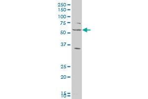 LAP3 antibody  (AA 420-519)
