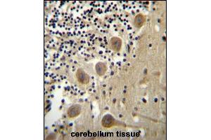 BEND6 Antibody (C-term) (ABIN656518 and ABIN2845788) immunohistochemistry analysis in formalin fixed and paraffin embedded human cerebellum tissue followed by peroxidase conjugation of the secondary antibody and DAB staining.