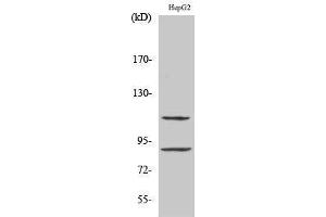 Image no. 1 for anti-Zinc Finger Protein 148 (ZNF148) (N-Term) antibody (ABIN3187522)