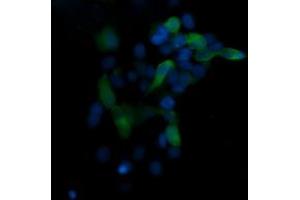 Image no. 1 for anti-Mitogen-Activated Protein Kinase 13 (MAPK13) antibody (ABIN1499956)