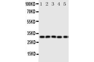 Image no. 1 for anti-Aquaporin 9 (AQP9) (AA 263-278), (C-Term) antibody (ABIN3042904)