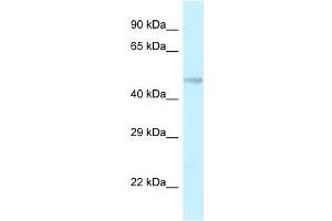 Image no. 1 for anti-Transmembrane Protein 184B (TMEM184B) (Middle Region) antibody (ABIN928120)