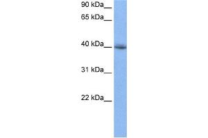 Image no. 1 for anti-RNA Binding Motif Protein 9 (RBM9) (N-Term) antibody (ABIN2778754)