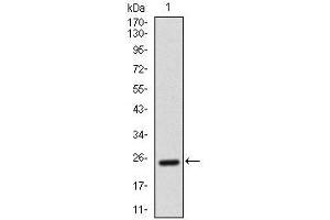 Figure 4: Western blot analysis using AlCAM mAb against human AlCAM recombinant protein.
