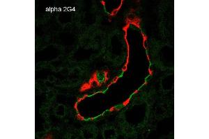 Image no. 1 for anti-Sodium Channel, Nonvoltage-Gated 1 alpha (SCNN1A) (AA 46-68) antibody (FITC) (ABIN5066869)