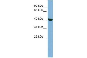 Image no. 1 for anti-Protein Kinase, X-Linked (PRKX) (N-Term) antibody (ABIN2786803)