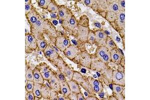 Image no. 1 for anti-Major Histocompatibility Complex, Class I, A (HLA-A) (full length) antibody (ABIN6004996)
