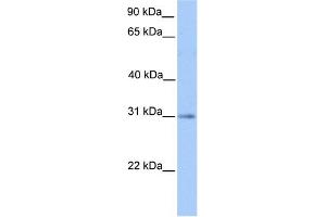 Image no. 1 for anti-Hydroxyacylglutathione Hydrolase (HAGH) (C-Term) antibody (ABIN2785749)