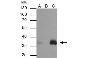 Image no. 4 for anti-Apolipoprotein E (APOE) (C-Term) antibody (ABIN2857040)