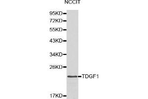 Image no. 1 for anti-Teratocarcinoma-Derived Growth Factor 1 (TDGF1) antibody (ABIN3021342)