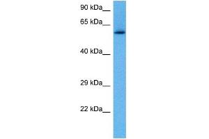 Image no. 2 for anti-V-Rel Reticuloendotheliosis Viral Oncogene Homolog B (RELB) (C-Term) antibody (ABIN2781334)