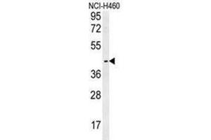 Image no. 3 for anti-Lysosomal Protein Transmembrane 5 (LAPTM5) (AA 30-58), (N-Term) antibody (ABIN953135)