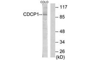 Image no. 1 for anti-CUB Domain Containing Protein 1 (CDCP1) (AA 691-740) antibody (ABIN1534127)