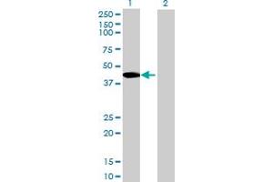 Image no. 1 for anti-Sperm Equatorial Segment Protein 1 (SPESP1) (AA 1-350) antibody (ABIN531415)