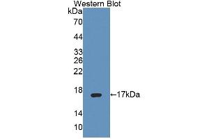 Image no. 1 for anti-Protein Tyrosine Phosphatase, Mitochondrial 1 (PTPMT1) (AA 71-197) antibody (ABIN5014214)