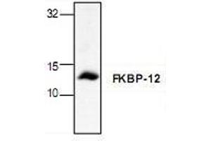Image no. 1 for anti-FK506 Binding Protein 1A, 12kDa (FKBP1A) antibody (ABIN223316)