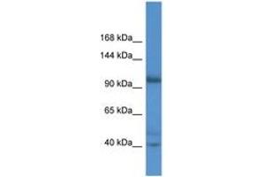 Image no. 1 for anti-Actin Filament Associated Protein 1-Like 2 (AFAP1L2) (AA 66-115) antibody (ABIN6746781)