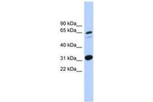 Image no. 1 for anti-Integrin alpha FG-GAP Repeat Containing 3 (ITFG3) (AA 431-480) antibody (ABIN6744874)
