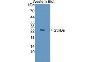 Image no. 1 for anti-Apolipoprotein O (APOO) (AA 26-198) antibody (ABIN1866739)