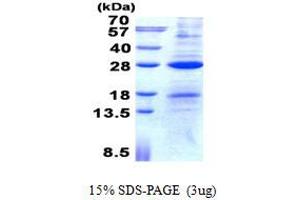 Image no. 1 for Activation-Induced Cytidine Deaminase (AICDA) protein (His tag) (ABIN1098741)