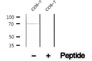 Image no. 1 for anti-RAN Binding Protein 3 (RANBP3) (pSer126), (pSer58) antibody (ABIN6256379)