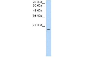 Image no. 2 for anti-Sphingosine-1-Phosphate Receptor 5 (S1PR5) (N-Term) antibody (ABIN630339)