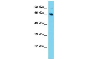 NPLOC4 Antikörper  (N-Term)