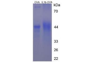 Image no. 3 for Interleukin 1, beta (IL1B) (AA 199-214) peptide (Ovalbumin) (ABIN5666242)