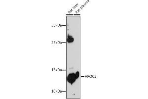 Apolipoprotein C-II antibody  (AA 1-101)