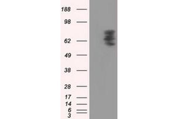 anti-phosphodiesterase 4A, CAMP-Specific (PDE4A) antibody