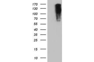 Image no. 7 for anti-Glutamyl Aminopeptidase (Aminopeptidase A) (ENPEP) antibody (ABIN1498029)
