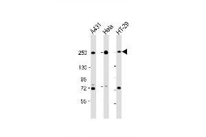 Image no. 2 for anti-Myosin 9 (MYH9) (AA 1840-1867), (C-Term) antibody (ABIN1536807)
