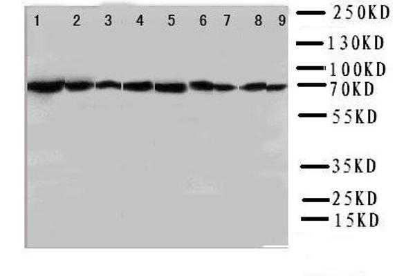 anti-Heat Shock 70kDa Protein 8 (HSPA8) (AA 13-31), (N-Term) antibody