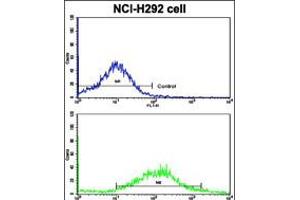 Image no. 3 for anti-K-Cadherin (CDH6) (AA 665-695), (C-Term) antibody (ABIN5534054)
