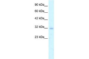 Image no. 1 for anti-Claudin 15 (CLDN15) (C-Term) antibody (ABIN2778052)