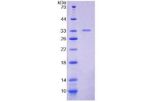 Image no. 1 for DNA Polymerase alpha (POLA1) (AA 1209-1465) protein (His tag) (ABIN6238676)