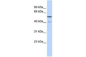 Image no. 1 for anti-Methyltransferase 5 Domain Containing 1 (METT5D1) antibody (ABIN2459258)