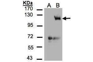 Image no. 3 for anti-Phosphoinositide-3-Kinase, Catalytic, gamma Polypeptide (PIK3CG) (C-Term) antibody (ABIN2855878)