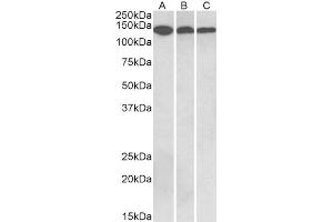 Image no. 2 for anti-Contactin 1 (CNTN1) (Internal Region) antibody (ABIN5539512)