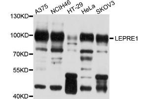 Image no. 1 for anti-Leucine Proline-Enriched Proteoglycan (Leprecan) 1 (LEPRE1) antibody (ABIN4904219)