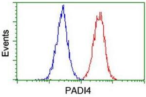 Image no. 2 for anti-Peptidyl Arginine Deiminase, Type IV (PADI4) (AA 299-588) antibody (ABIN1491355)