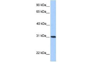 HELT antibody  (Middle Region)
